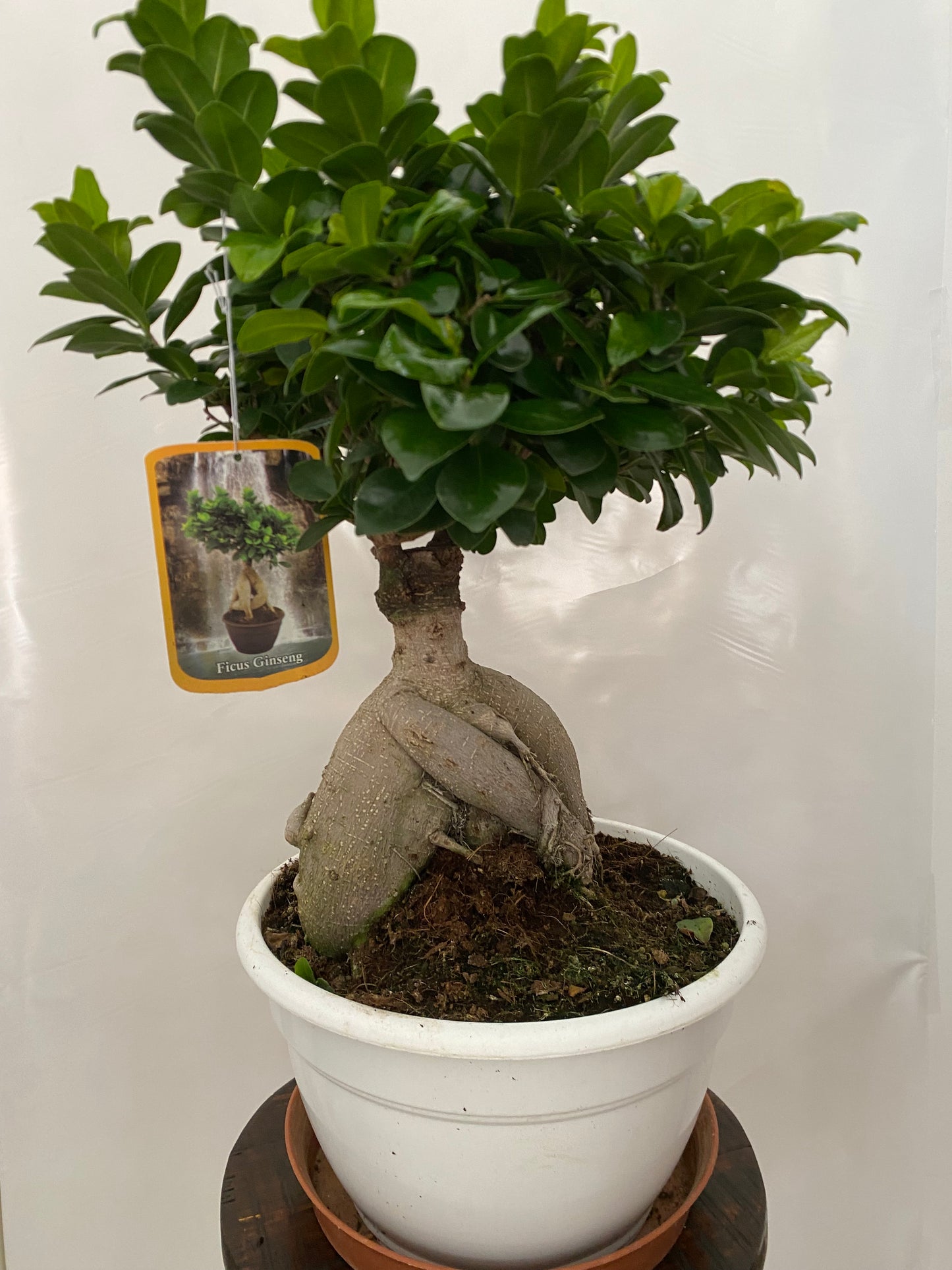 Ficus Ginseng