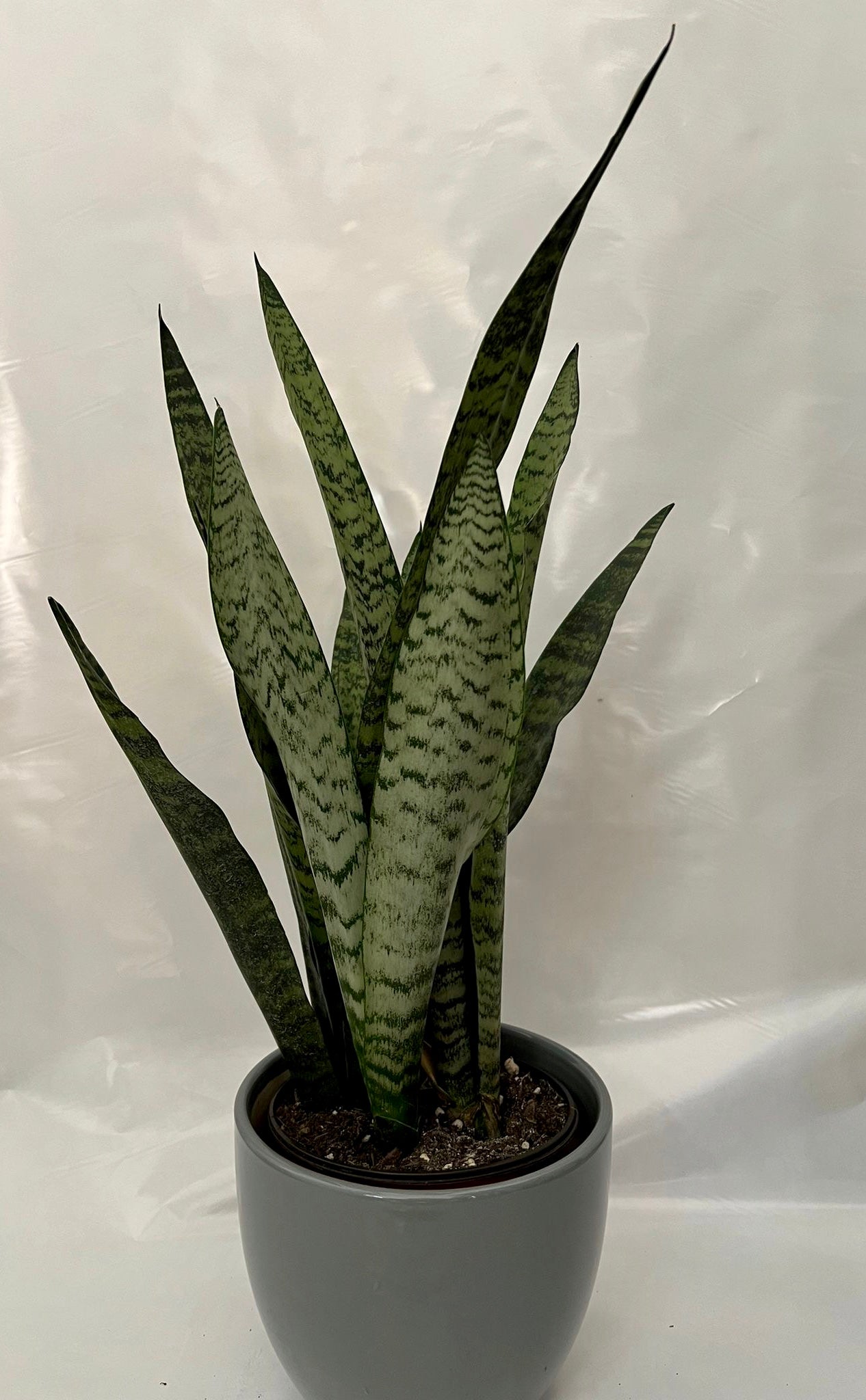 Sansevieria