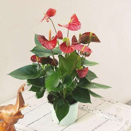 Anthurium Rosso - Centro Flora di Clemente Vita