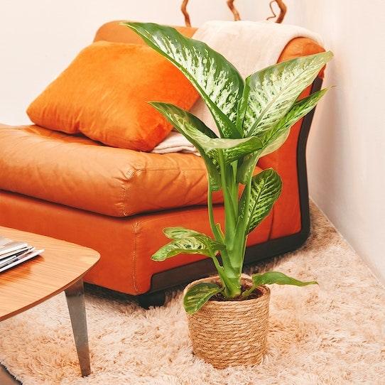 Dieffenbachia - Centro Flora di Clemente Vita