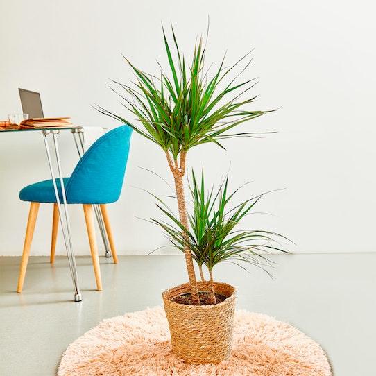 Dracaena Marginata - Centro Flora di Clemente Vita