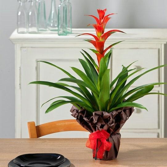 Guzmania Rossa - Centro Flora di Clemente Vita
