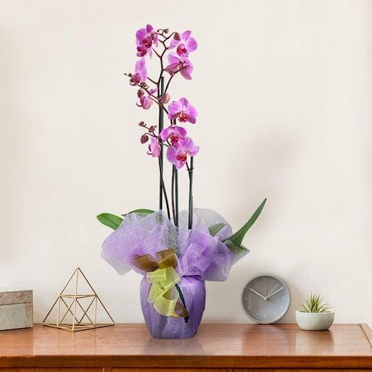 Orchidea Phalenopsis - Centro Flora di Clemente Vita