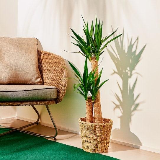 Yucca - Centro Flora di Clemente Vita