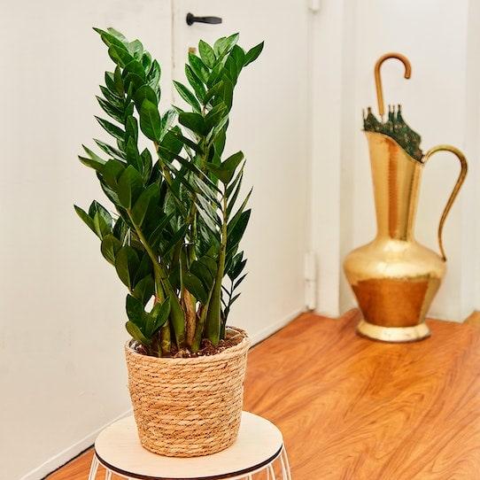 Zamioculcas - Centro Flora di Clemente Vita