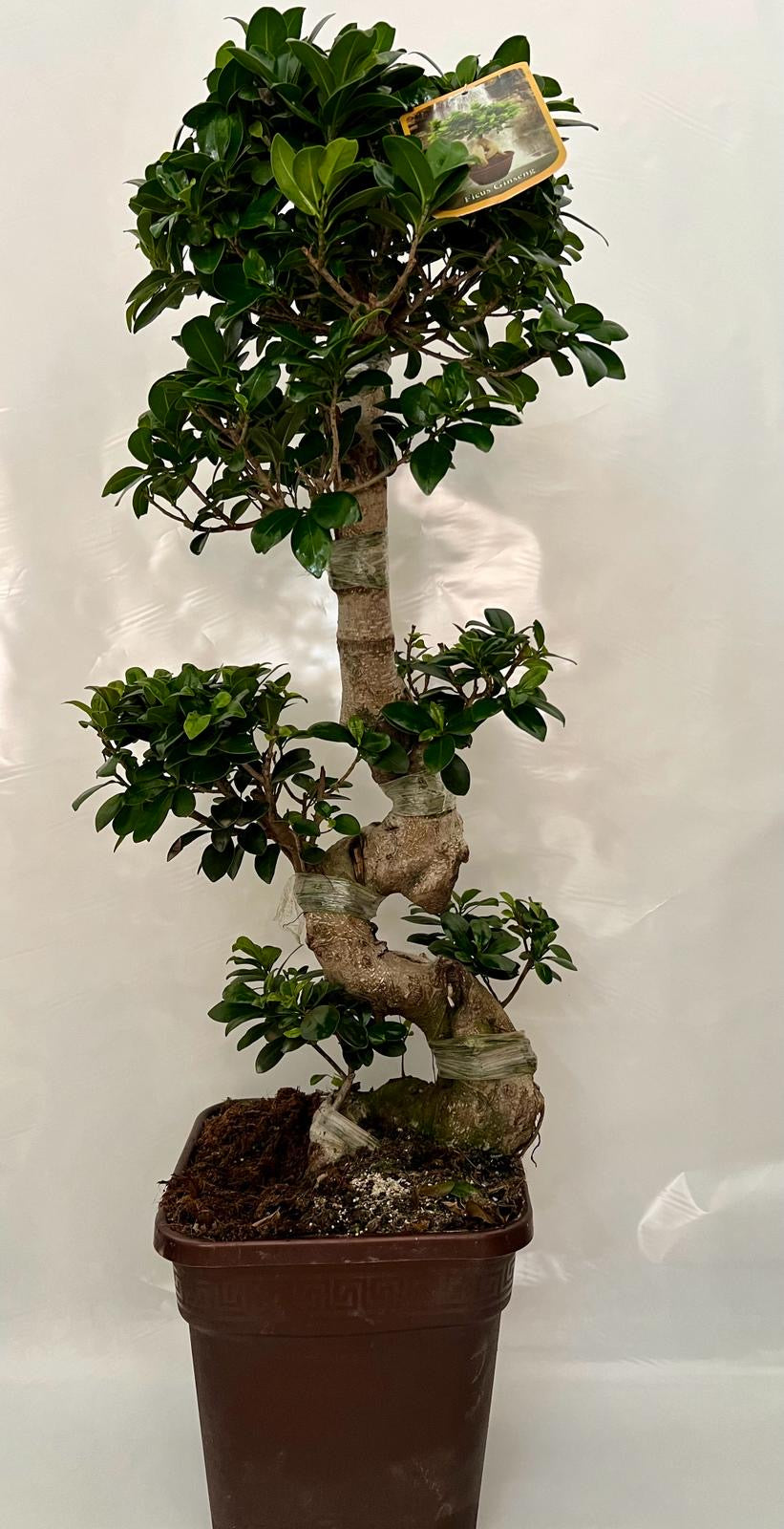 Ficus Ginseng