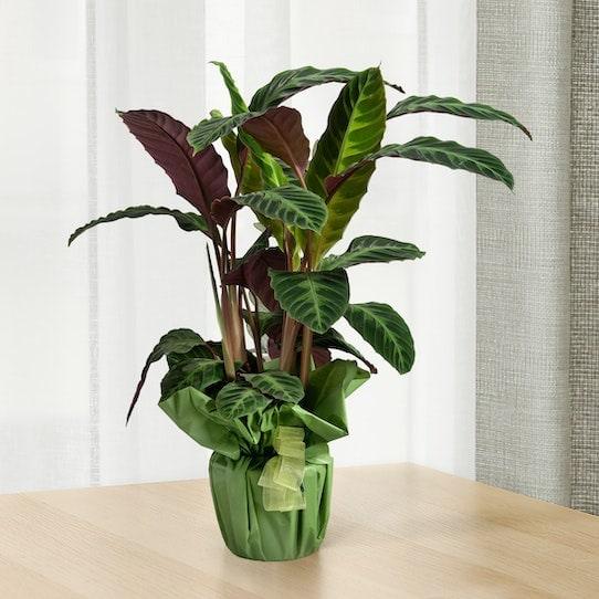 Maranta - Centro Flora di Clemente Vita